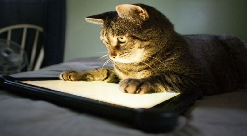 Punya Kucing di Rumah Ada 5 Games Seru untuk Kucing Buat Diajak Main