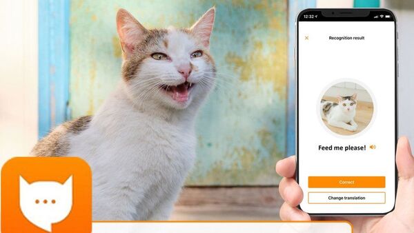 Games Seru untuk Kucing