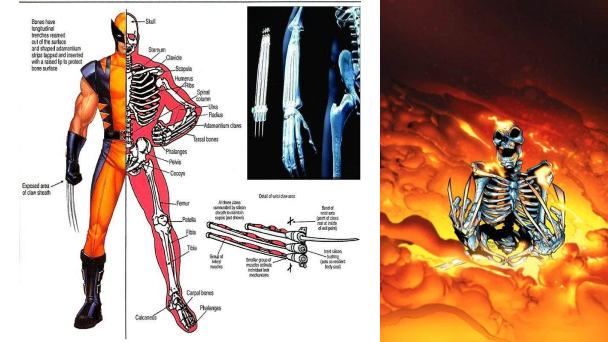 Struktur Kerangka Adamantium pada Wolverine
